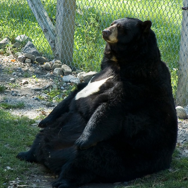 rateater