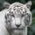 ncwildcat