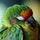Birb