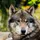 NOTYWOLF