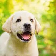 Linc