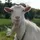 billygoatsly