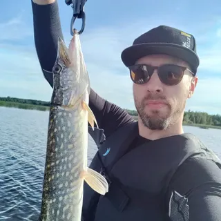 Bittikettu