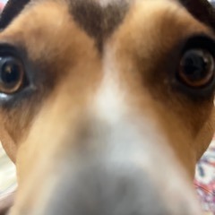upsidedownporg