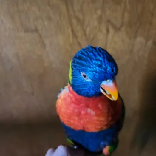 bird man