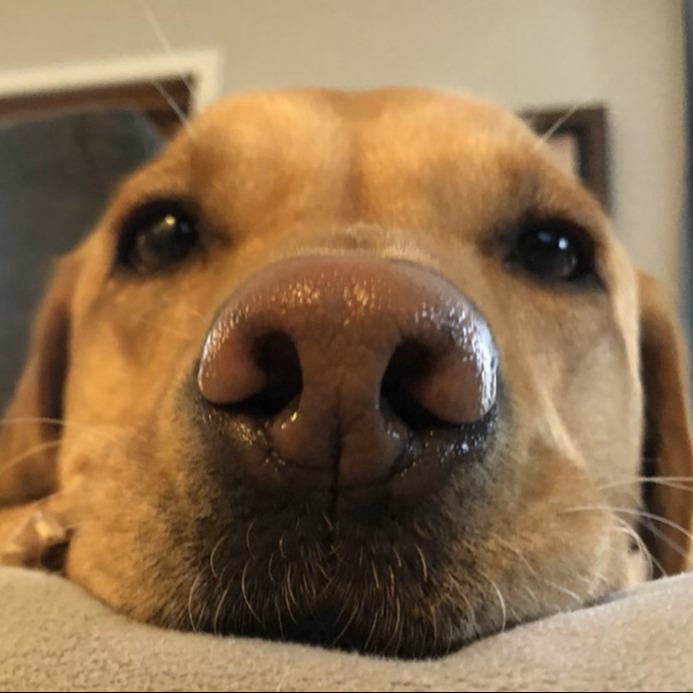 BigDogO
