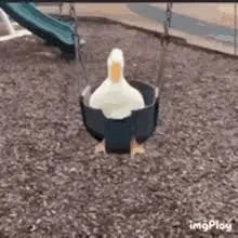 duck mannn