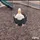 duck mannn