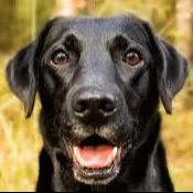 I<3DOGS