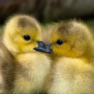 DuckDudeAZ
