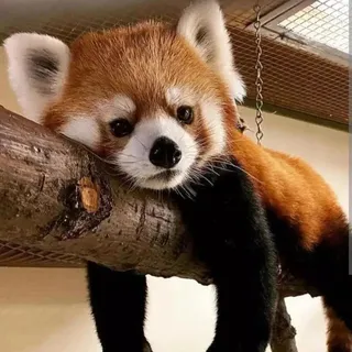 Redtrashpanda