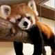 Redtrashpanda