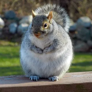 SquirrelLovesPotato