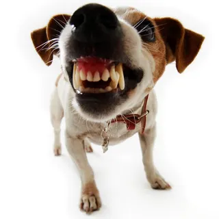 Barkingmad15