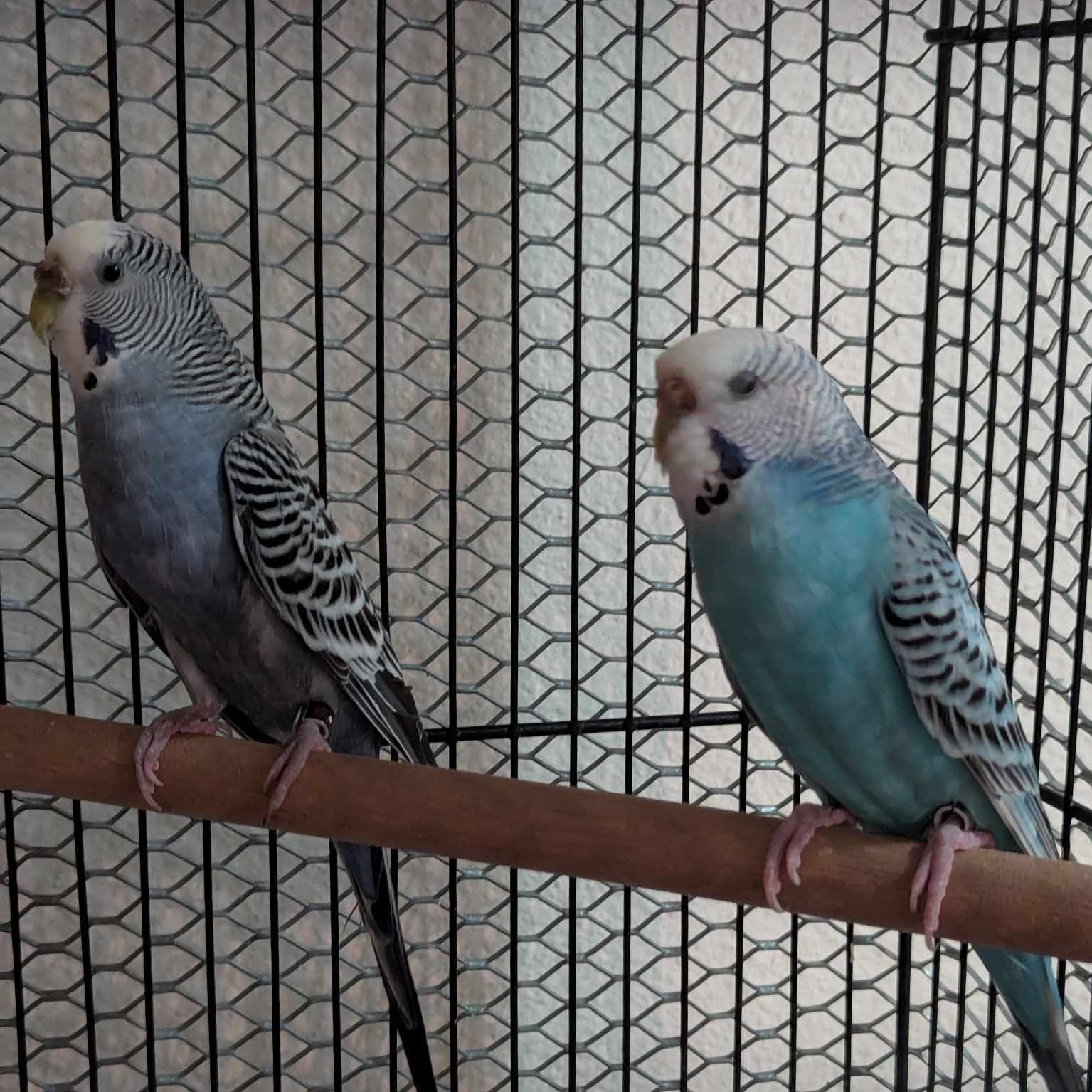 The Herd