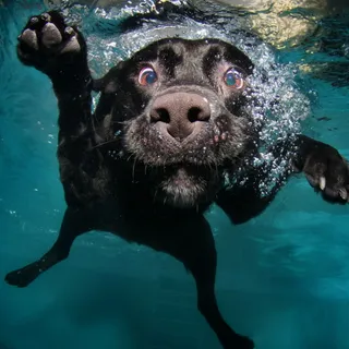 Ham Hop
