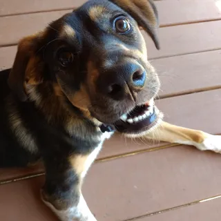 Sputjds