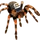 The Tarantula