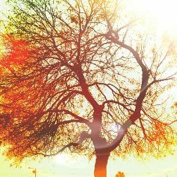 Silaus_42