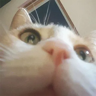 Boo