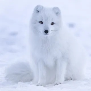 ItsArctic