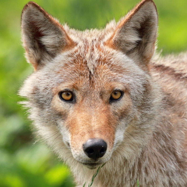 Coyote