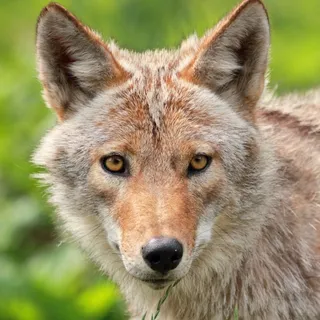 Coyote