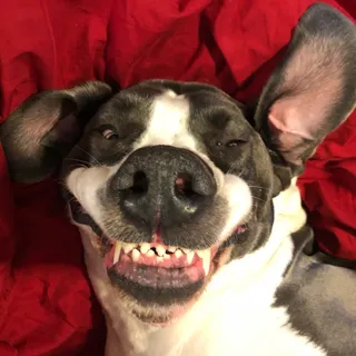 Dane Doghouse