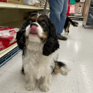 CavalierLabs