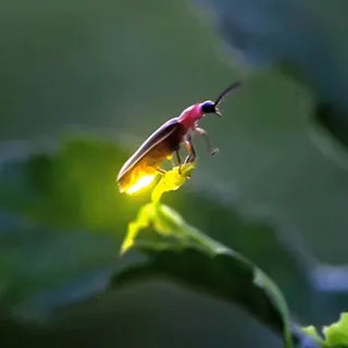 3dFirefly