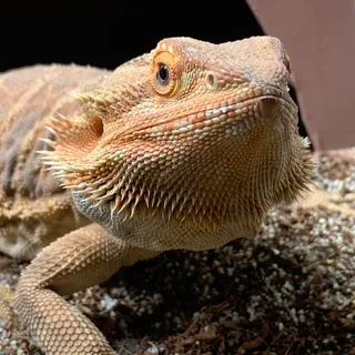 Cheese_da_dragon