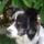 Okie_Dog