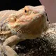 Cheese_da_dragon