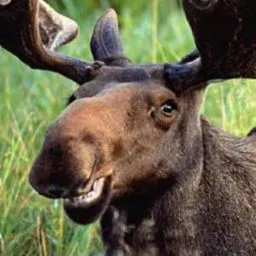 Moose