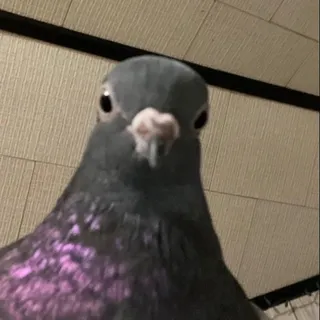 DerKipo