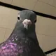 DerKipo