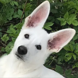 ssvenn