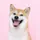 Galacticorndog