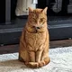 thefox19