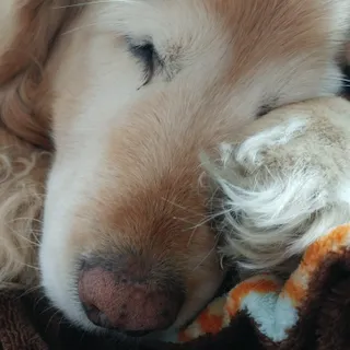 JoJoDogFace