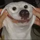 dexterpes22