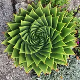 Kiwibloke