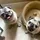 Pugnation