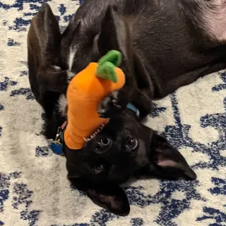 AlwaysTalkingAboutMyDog
