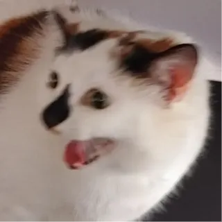 felin