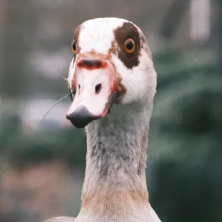 Andi_D