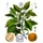 Neroli