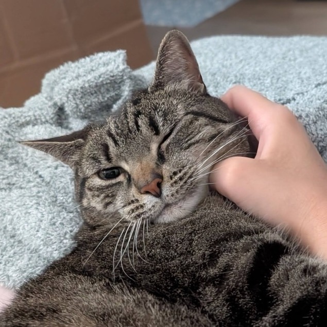 joobie