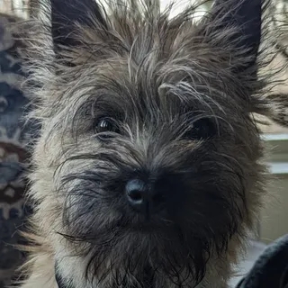 Pabla