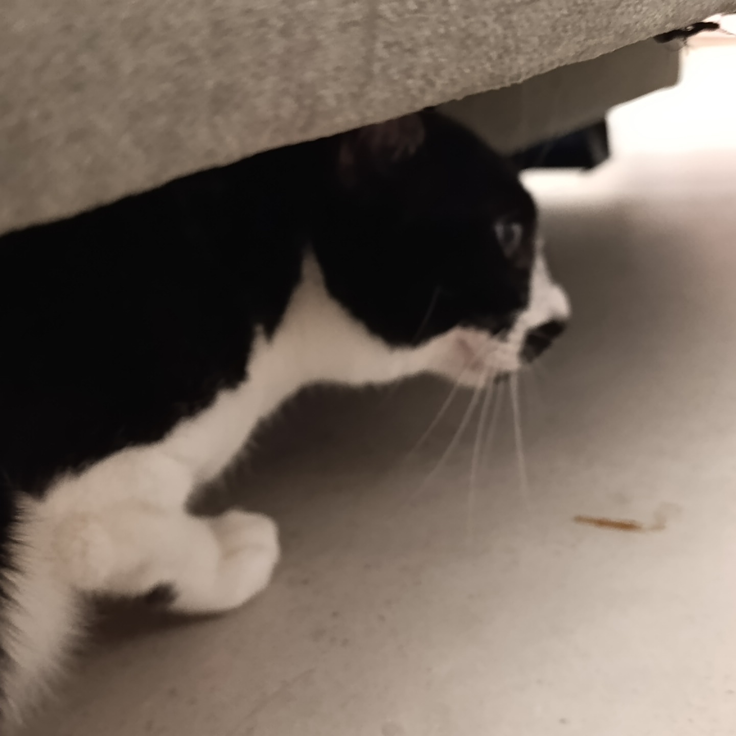 meow3d